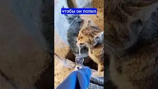 УМНЫЙ КОТ в Израиле