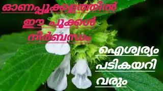ഓണപ്പൂക്കളത്തില്‍ ഈ പൂക്കള്‍ നിര്‍ബന്ധം/ Most auspicious flowers for onapookalam