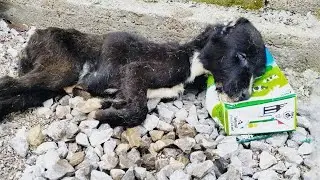 Everyone walked past the dying puppy, no one stopped to help!