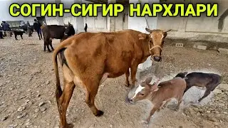 ОНА-БОЛА СИГИР НАРХЛАРИ КАРШИ МОЛ БОЗОРИ НАРХЛАРИ 11 АПРЕЛЬ 2022 QARSHI MOL BOZORI.