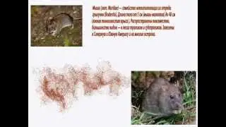 Методы борьбы с грызунами! Уничтожение крыс! Дератизация!