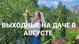 WEEKEND AT THE AGRONOMIST STUDENT'S DACHA/Harvesting/No-Care Vegetable Garden