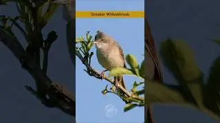 Greater Whitethroat's lively Summer song - Birds singing #shorts