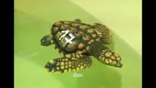 Proyecto de Head-starting de tortuga marina (Caretta caretta)