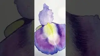 Лепесток ириса акварелью.