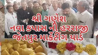 શ્રી ગણેશ નવા કપાસ ની આવક જેતપુર માર્કેટીંગ યાર્ડ તા 27.06.2023 Live nava kapas in harraji Jetpur