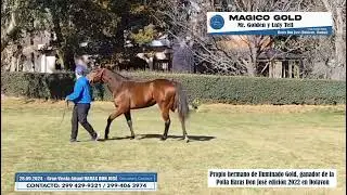 14 MAGICO GOLD