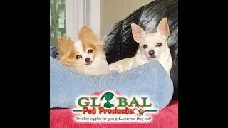 buy pet food online right Here buy pet food online