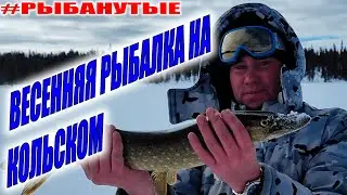 УЛЕТНАЯ ЗИМНЯЯ РЫБАЛКА НА КОЛЬСКОМ ГОЛЕЦ, КУМЖА, ЩУКА. НА БУКСИРОВЩИКЕ В ТУНДРУ