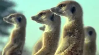 Funny animals video - Locutor ingles britanico voice-overs in English Madrid Spain Edward Olive