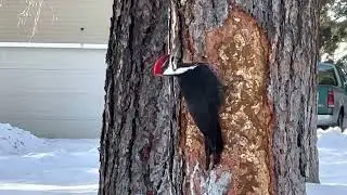 Pileated Woodpecker
