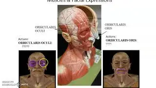 Human Anatomy Chapter 11: Muscles of the Body part 1