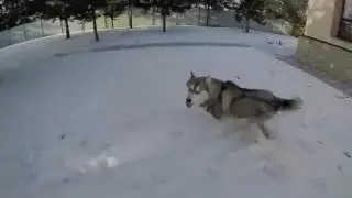 ХАСКИ!