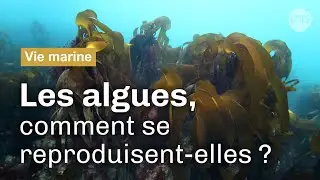 Algues : comment font-elles des bébés ? | Reportage CNRS