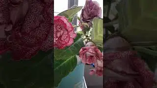 Глоксиния в цвету