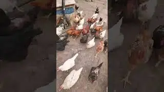 КУРЫ