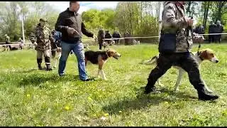 Липецкая область. Выстовка русских пегих выжловок средняя возрастная группа