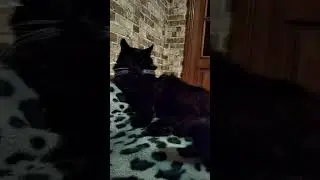 Поздравления с 8 Марта от Босса) #shorts #cat #коты #поздравление