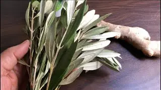 Collect olive leaves before the season ends, and you will see their magnificent benefits.