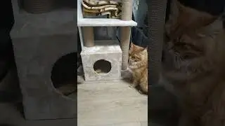 🤣 жили-были два кота 🤣