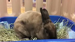 Cashmere eating hay!