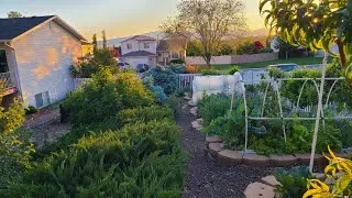 7 Beginning Gardener Series Pros and Cons of Raised Beds
