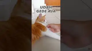 Shoyen udah gede, cepet banget ya.. 😭