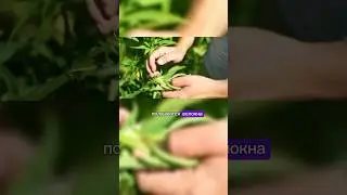 Конопля, костра, волокно 