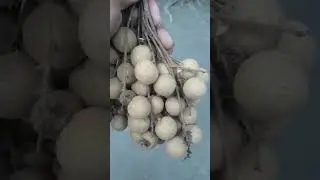 বাড়ির হাঝের ফল