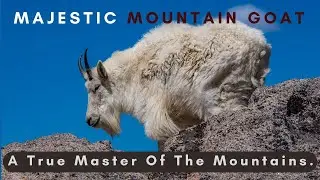 Mountain Goat: The King of High Altitudes in 4k Ultra HD | Nature's Sweet Tales.