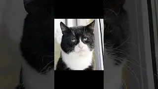 Всем нам нужна такая трансформация #funny #shortvideo #memes #жиза #cyxcraft #shorts #мемы #мем