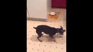 Dog chasing laser light! - must see!!!!!!!