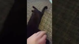 cats exercise