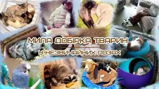 Мила добірка тварин у незвичайних позах Милая подборка животных в самых необычных позах
