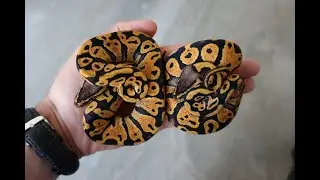 English version - episode focused on NR Mandarin ball pythons (Nuyten Reptiles Mandarin)
