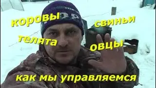 Жизнь в деревне. Коровы, телята, свиньи, овцы. Как мы управляемся.