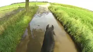after a  2 month pause a relaxed ride with my black Friesian pearl Eefke