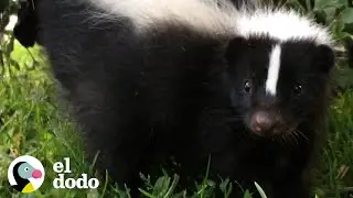 Orphaned skunk follows woman home | The Dodo