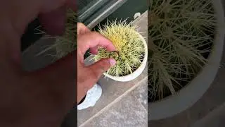 Few people knew that Tesla can be opened like this 