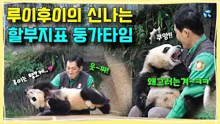 [ep.249] 할부지의 따뜻한 둥가둥가에 또 잔뜩 심쿵해버린 루이와 세상 야단법석 난리가 난 툥후이!!😍💨ㅣ하지만 퇴근은 셋이 다함께💕ㅣ에버랜드 판다월드