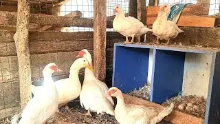 ÖRDEK GİBİ AMA DEĞİL!AMERİKAN ÖRDEKLERİ GELİŞİMLERİ ve ÖZELLİKLERİ?