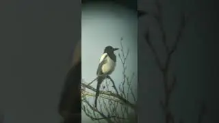 Observing bird in the distance through a telescope