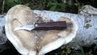PIPTOPORUS BETULINUS