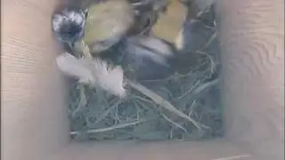 210409 Blue-tits Fighting in nest box