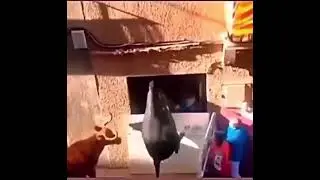Angry Bull Cow takes revenge and devours man