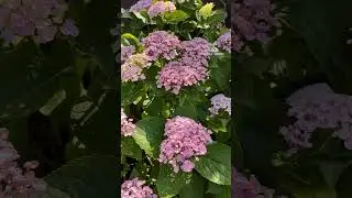 #гортензия #аиша #сад  #цветы #ландшафтныйдизайн