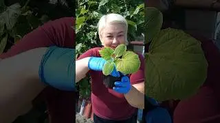 #огурцы посадка