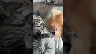 Dog and cat playing funny video