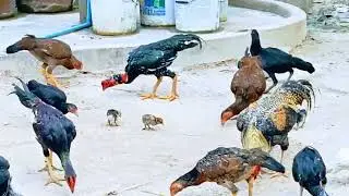 @FighterCockSportBird #quality Vietnam chicken breeds #aseellovers # thai aseel