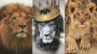 LION / TIGER 🦁 / SHARE /       Sher BABBAR  ( lion images photos ) kids bacchon ki video